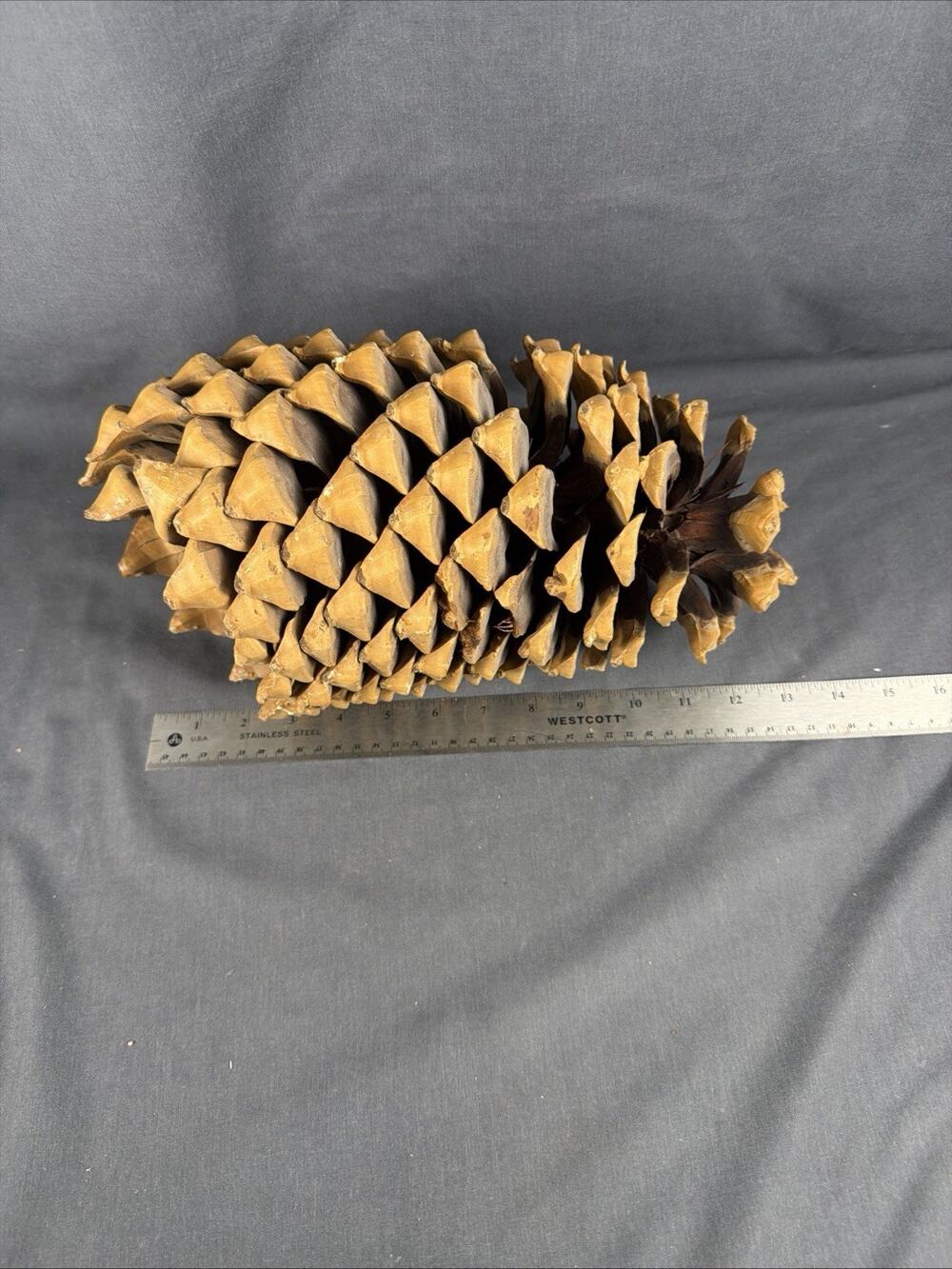 Giant Widow Maker 13” Coulter Pine Cone From Southern California